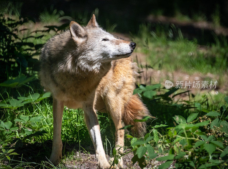 欧亚狼(Canis lupus lupus)看起来不错